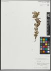 Foto von Salix repens subsp. repens L.
